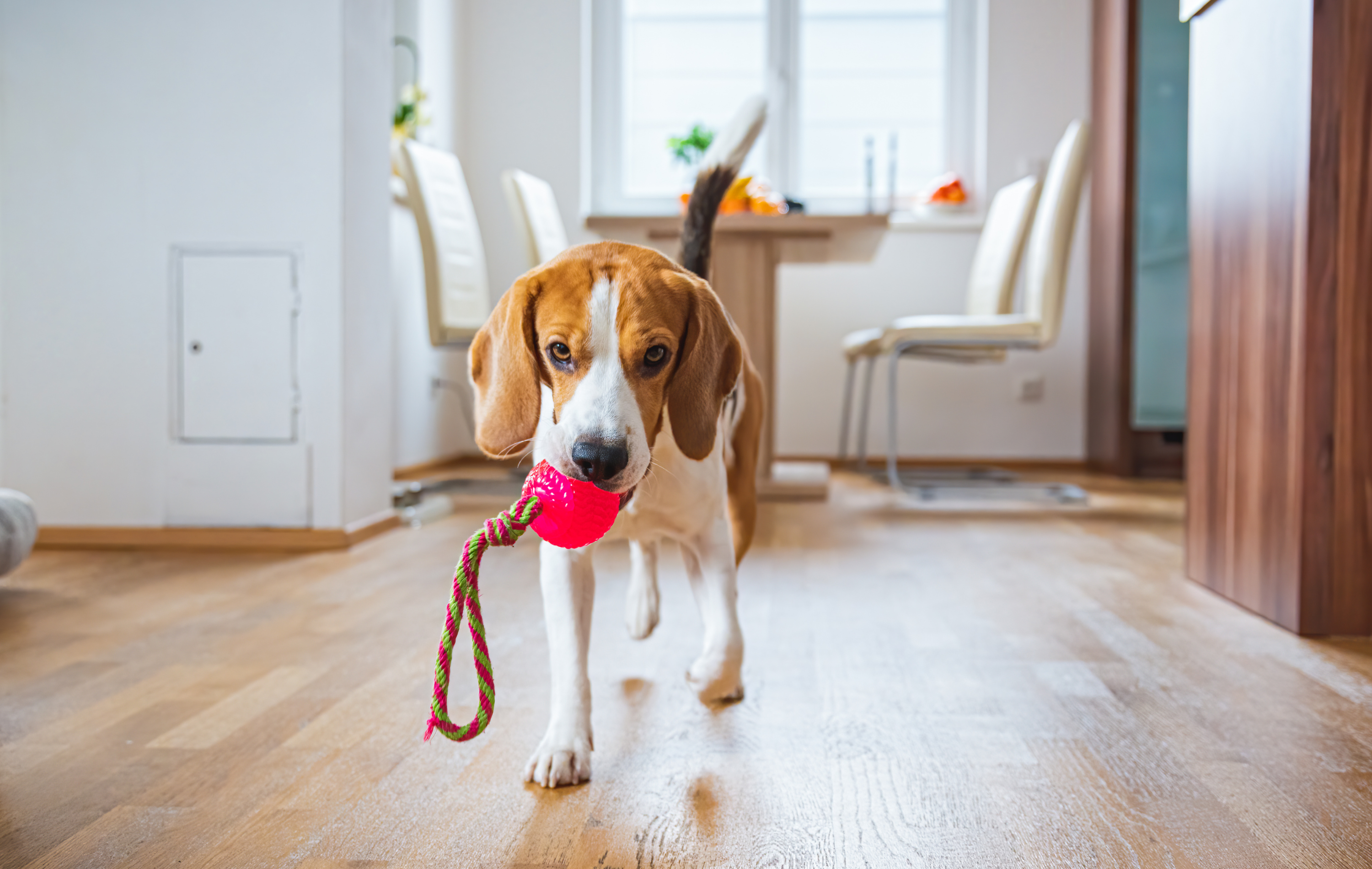 Endless Fun Awaits: Explore Our Pet Toys Collection
