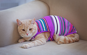 Dress Your Pets in Style: Explore Pet Clothing