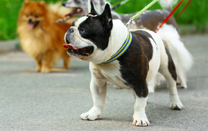 Secure & Stylish: Pet Collars & Leashes for Adventure